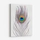 Peacock Feather Peacock Feather