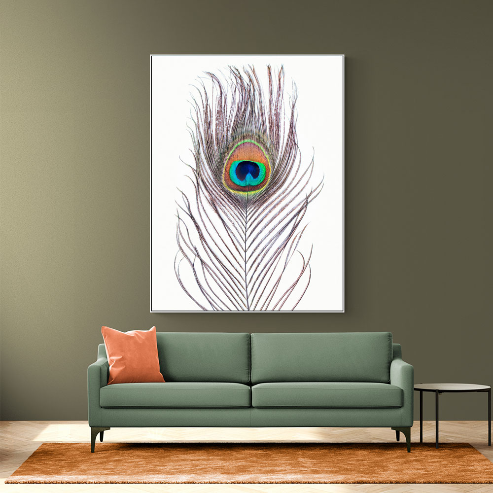 Peacock Feather Peacock Feather