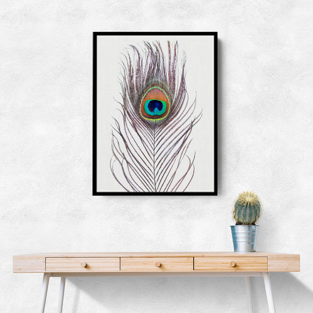 Peacock Feather Peacock Feather
