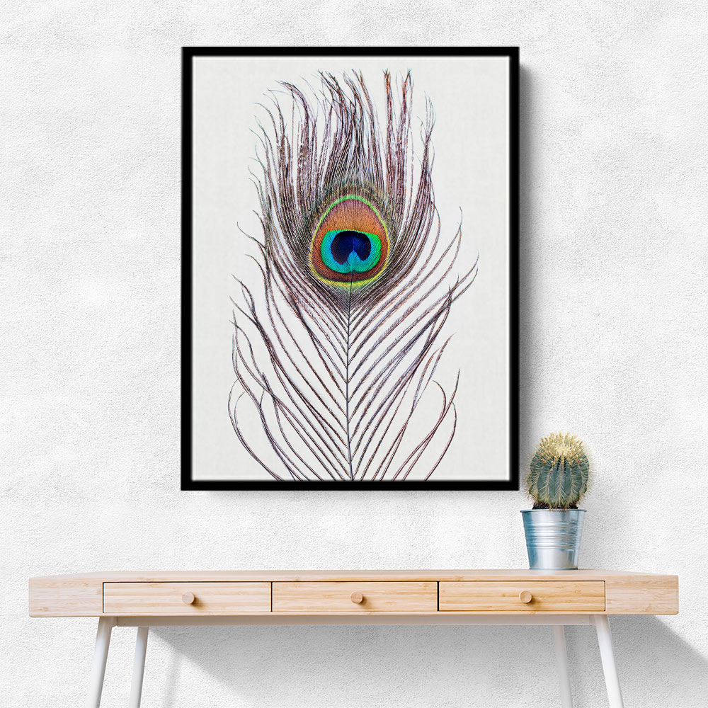 Peacock Feather Peacock Feather