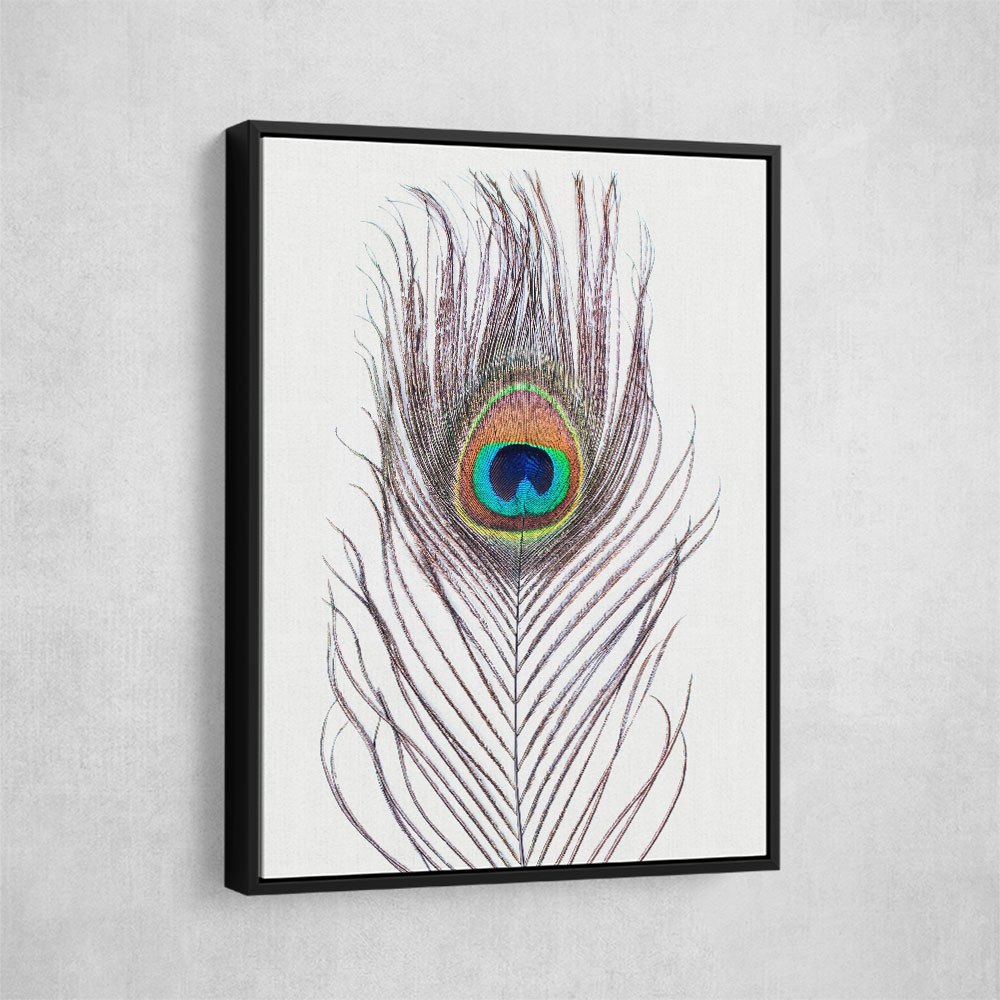Peacock Feather Peacock Feather