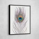 Peacock Feather Peacock Feather