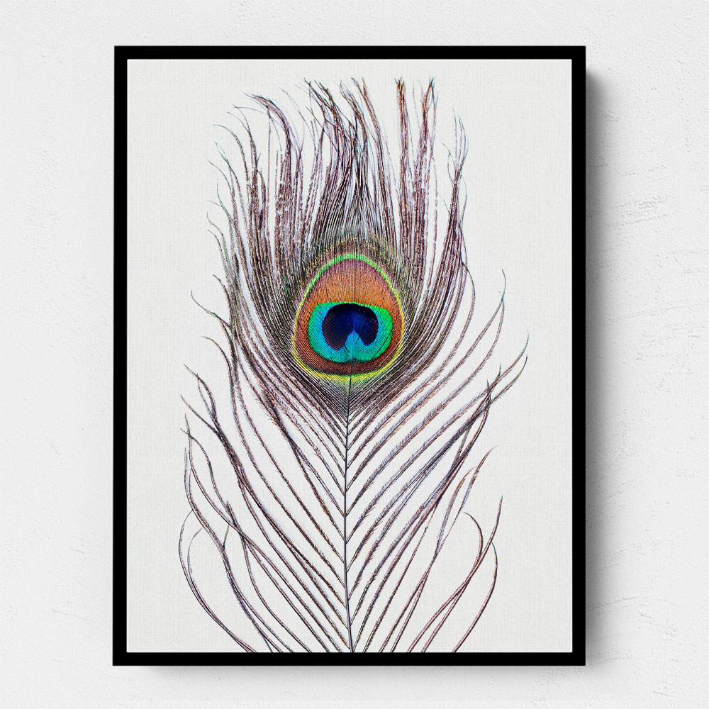 Peacock Feather Peacock Feather