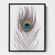 Peacock Feather Peacock Feather