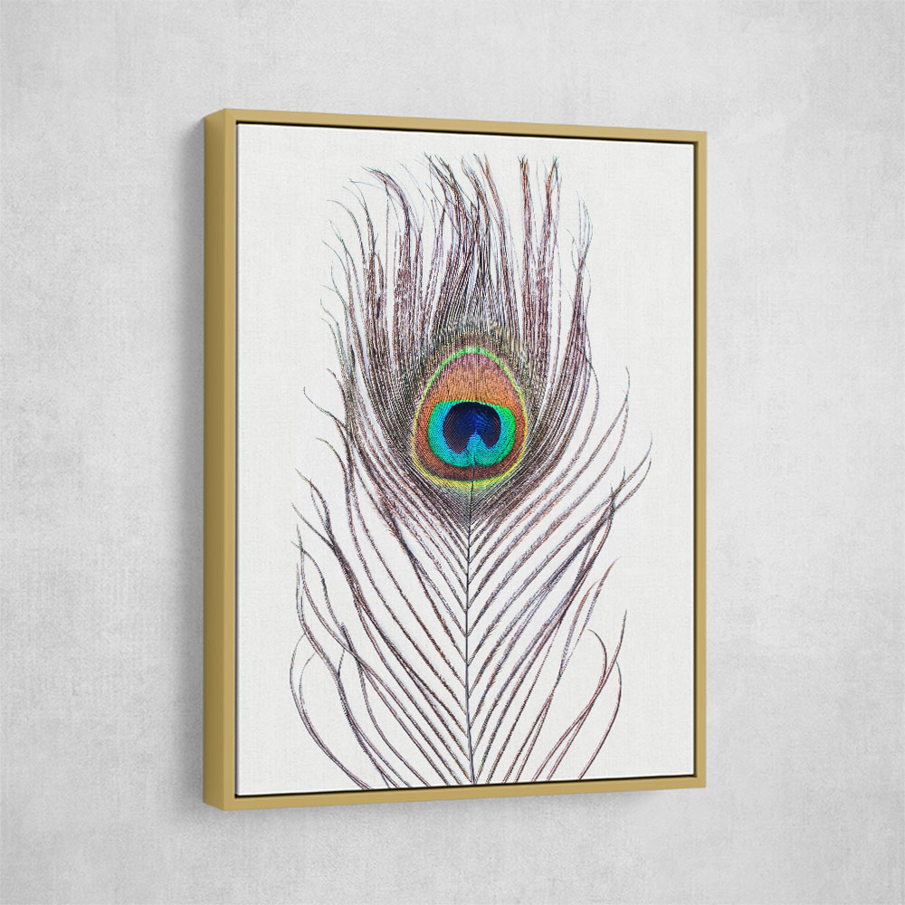 Peacock Feather Peacock Feather