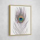 Peacock Feather Peacock Feather