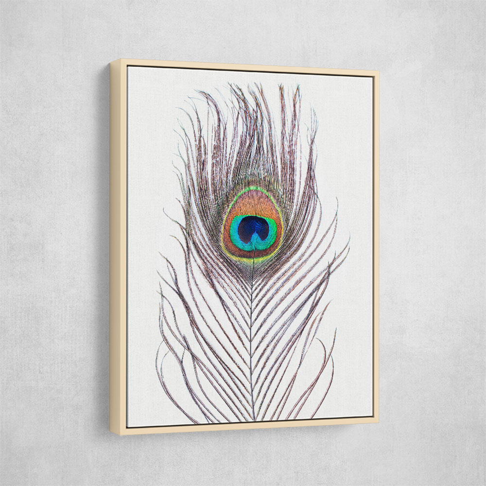 Peacock Feather Peacock Feather