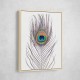Peacock Feather Peacock Feather