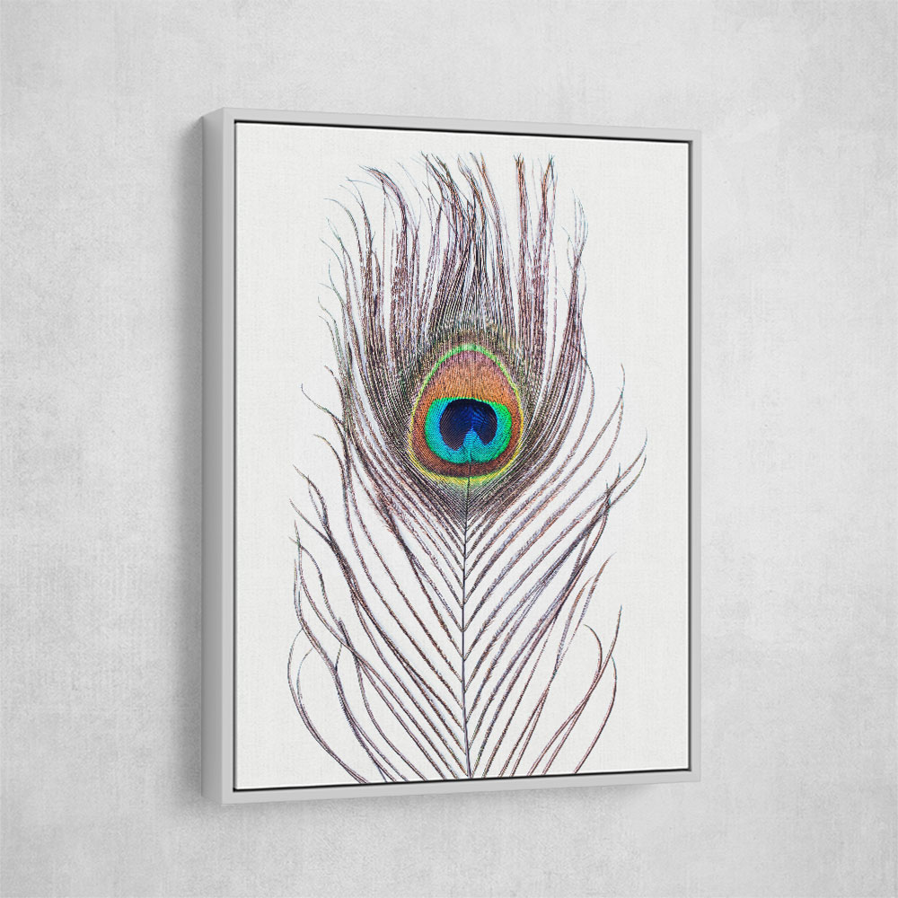 Peacock Feather Peacock Feather