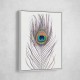 Peacock Feather Peacock Feather