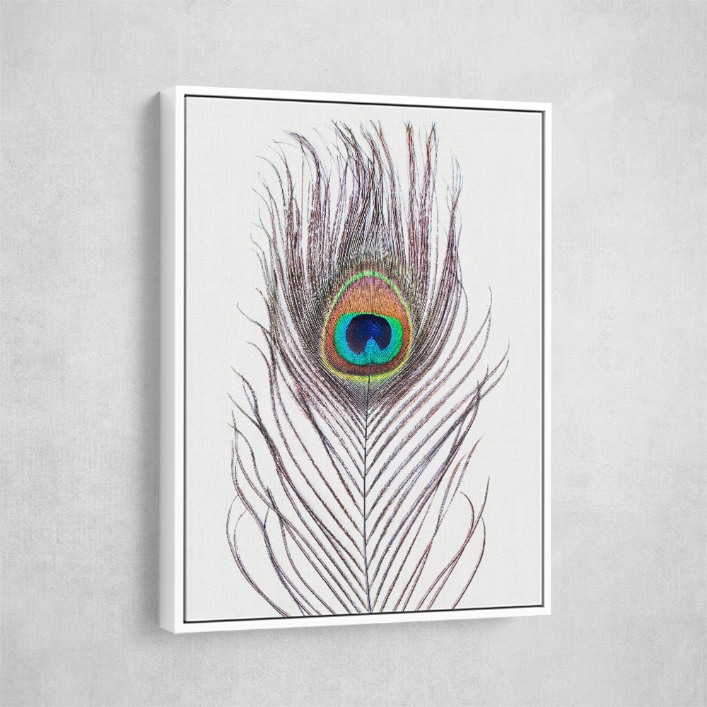 Peacock Feather Peacock Feather