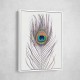 Peacock Feather Peacock Feather