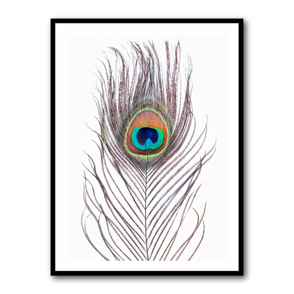 Peacock Feather Peacock Feather