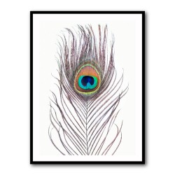 Peacock Feather