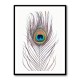 Peacock Feather Peacock Feather