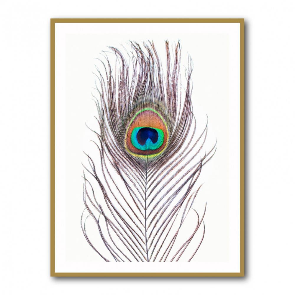 Peacock Feather Peacock Feather