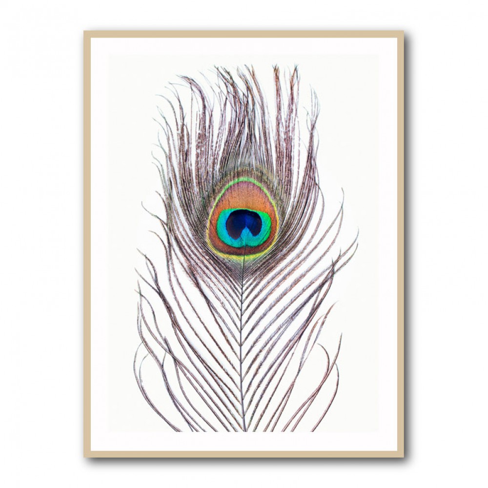 Peacock Feather Peacock Feather