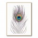 Peacock Feather Peacock Feather