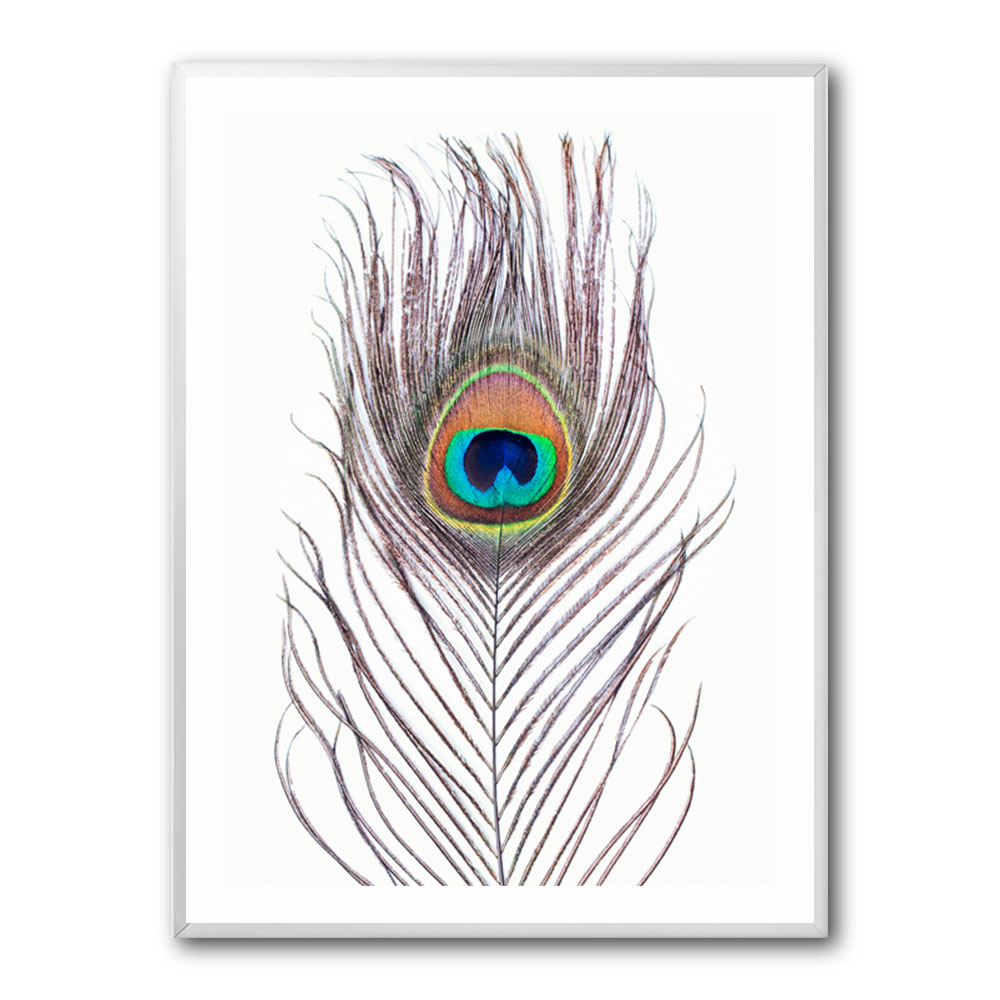 Peacock Feather Peacock Feather
