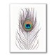 Peacock Feather Peacock Feather
