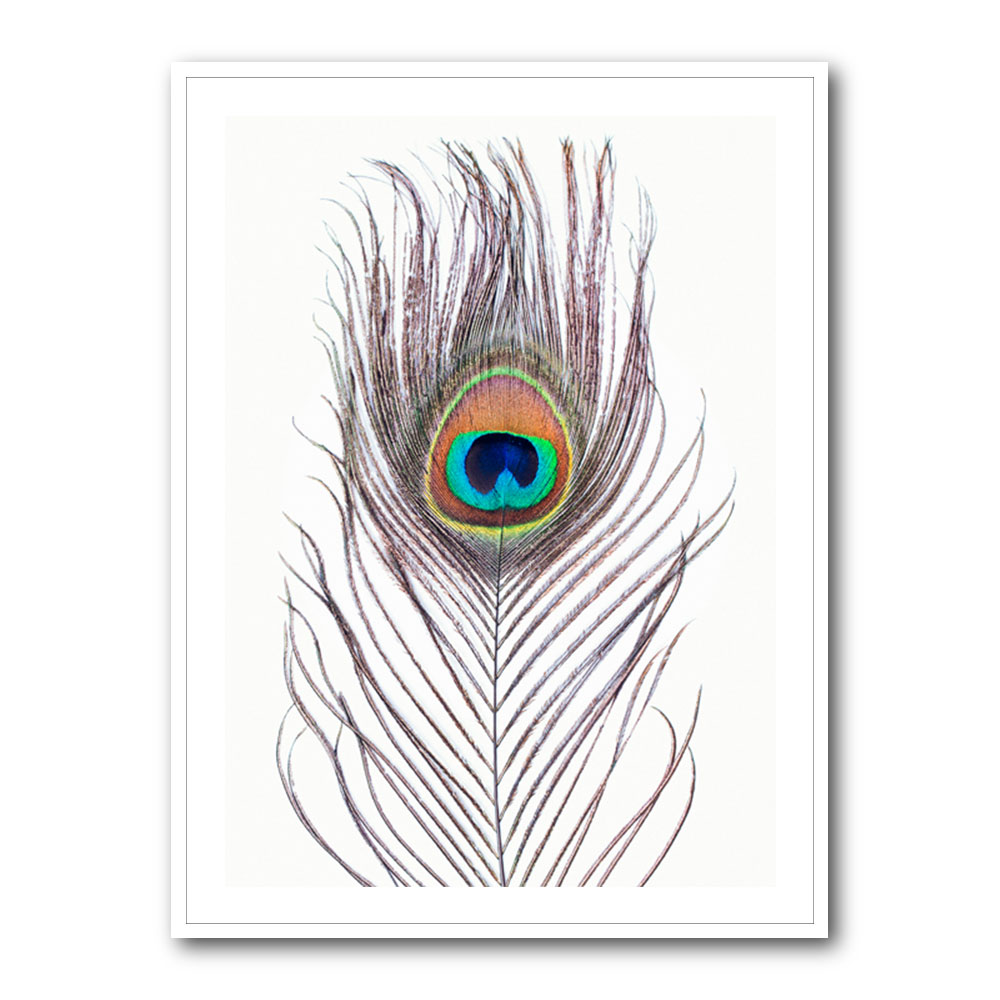 Peacock Feather Peacock Feather