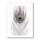 Peacock Feather Peacock Feather