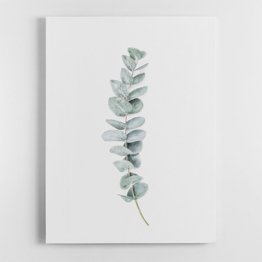 Eucalyptus II