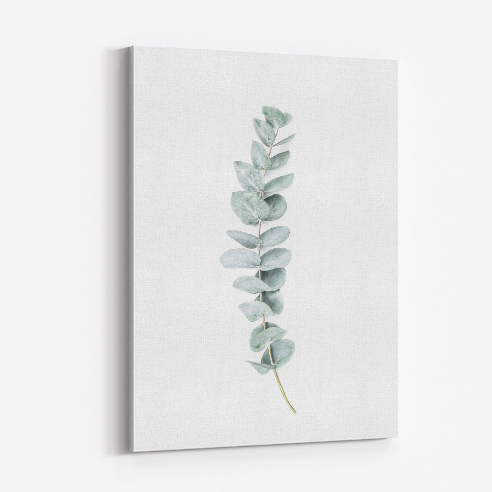 Eucalyptus II