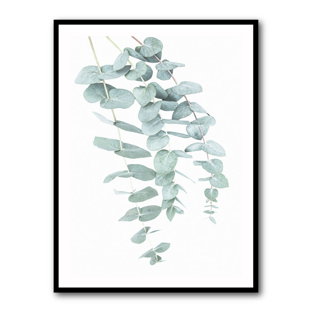 Eucalyptus I