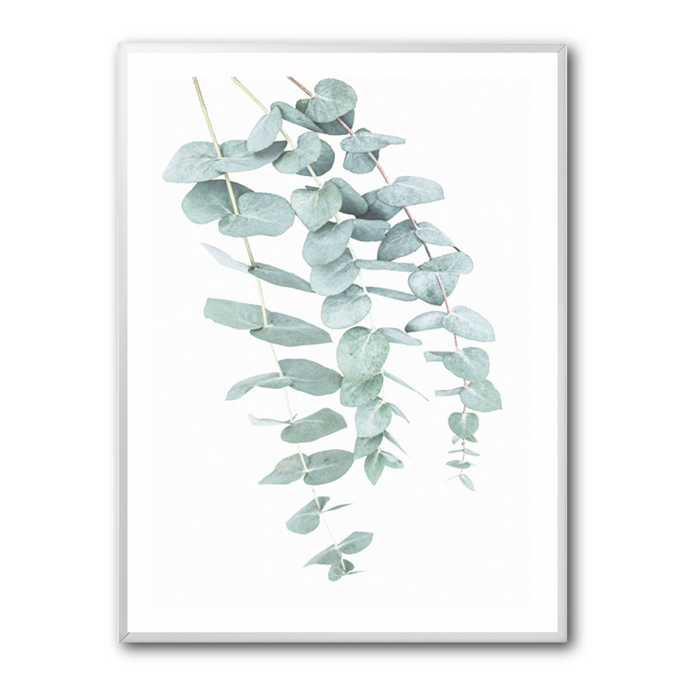 Eucalyptus I