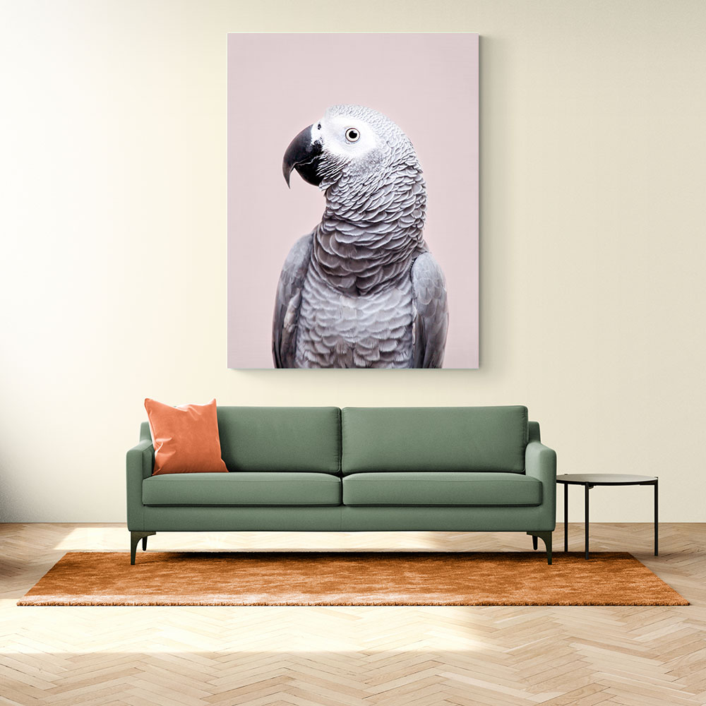 African Grey