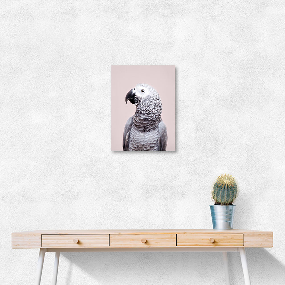 African Grey