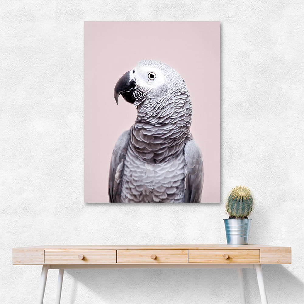 African Grey