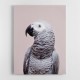 African Grey