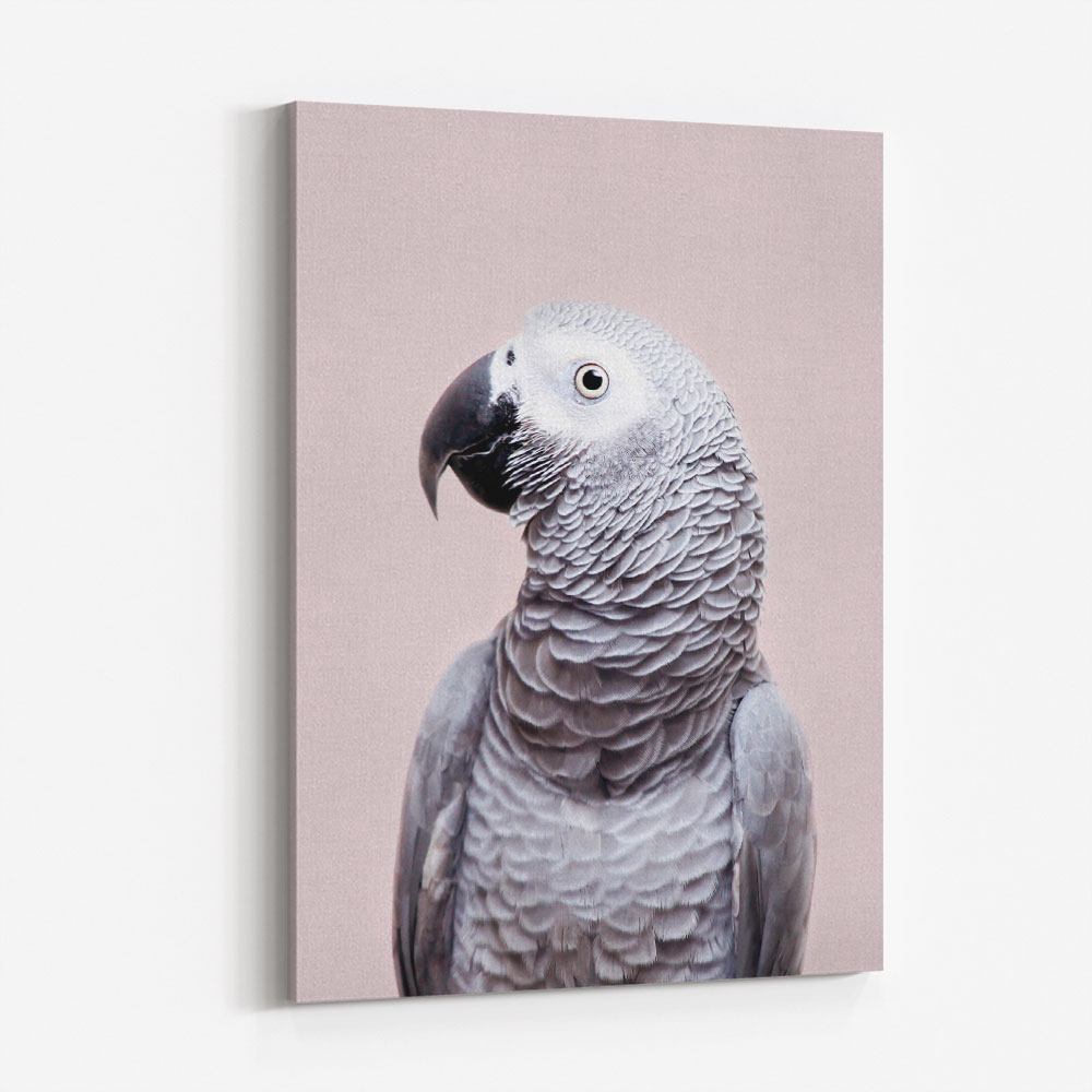 African Grey