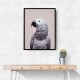 African Grey