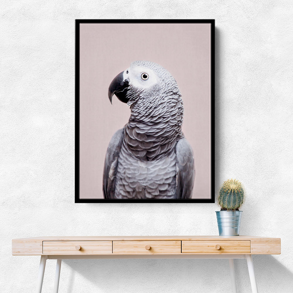 African Grey