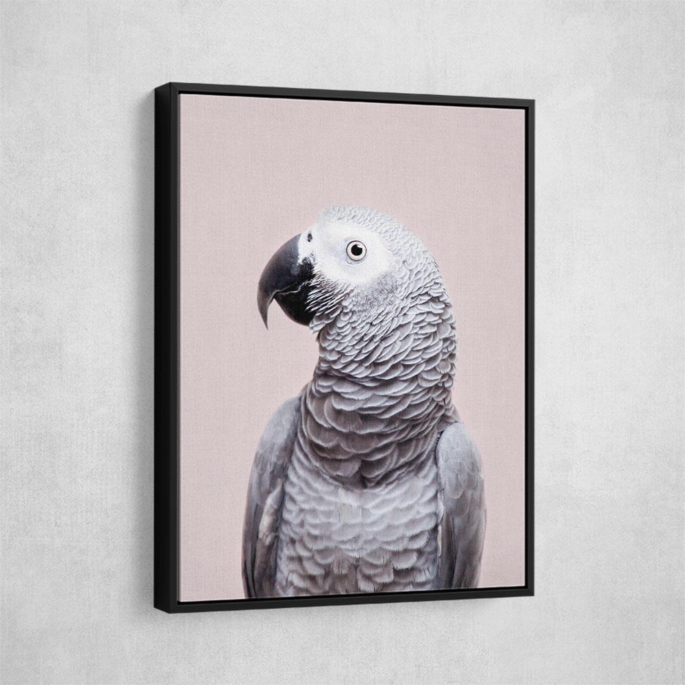 African Grey