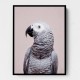 African Grey