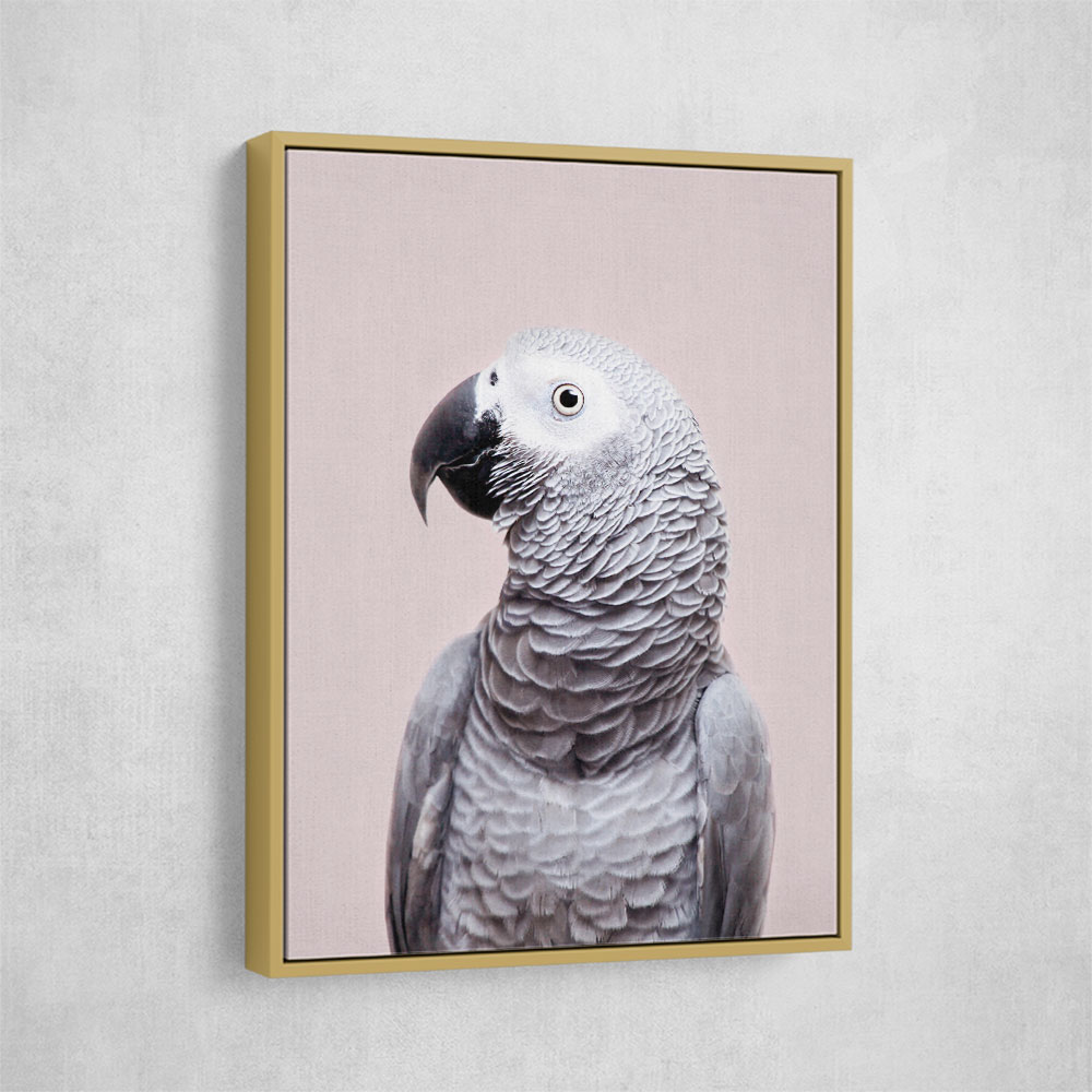 African Grey