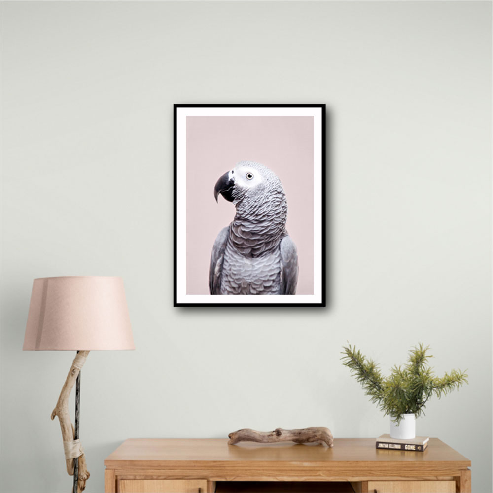 African Grey