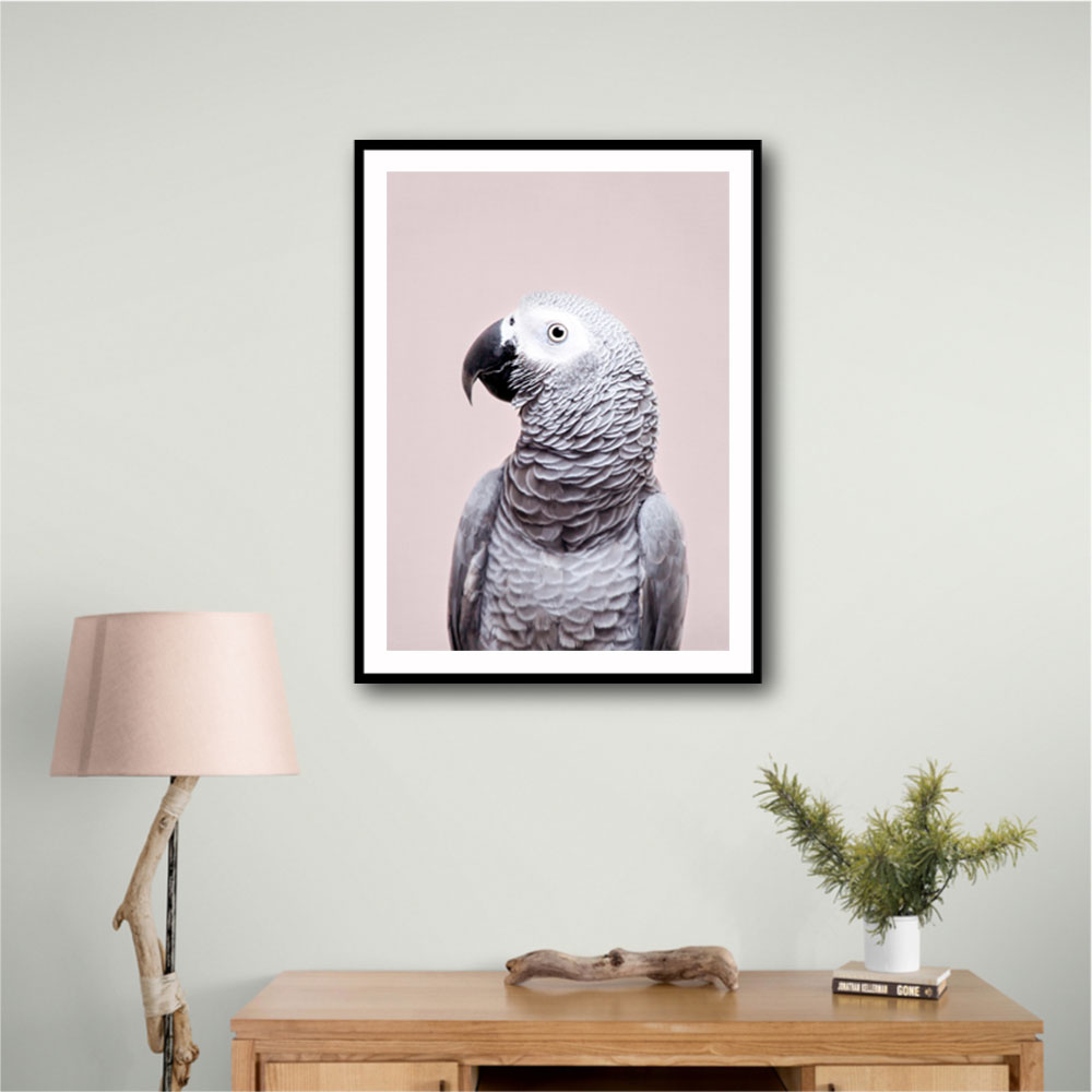 African Grey