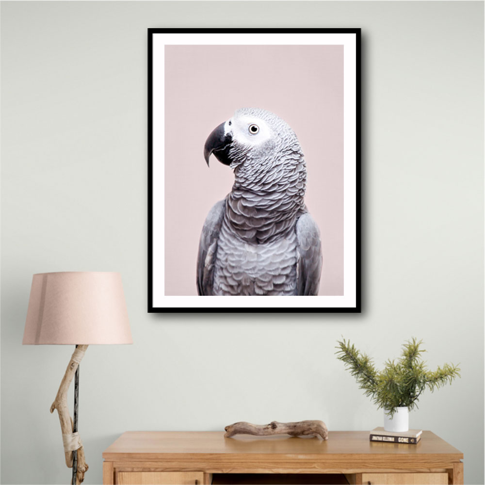 African Grey