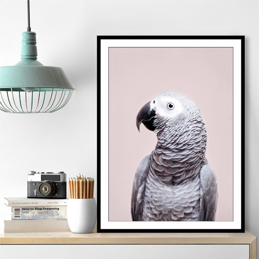 African Grey