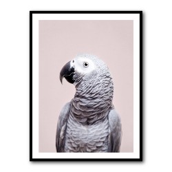 African Grey