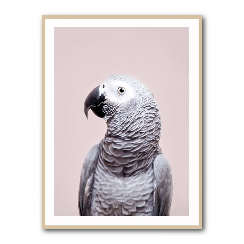 African Grey