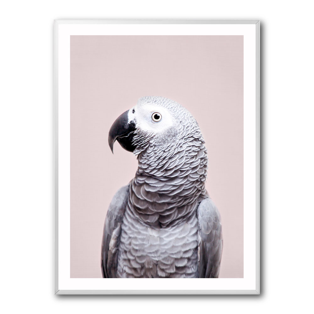 African Grey