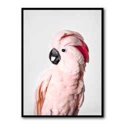 Pink Cockatoo