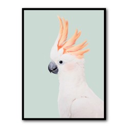 Cockatoo