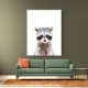 Baby Racoon